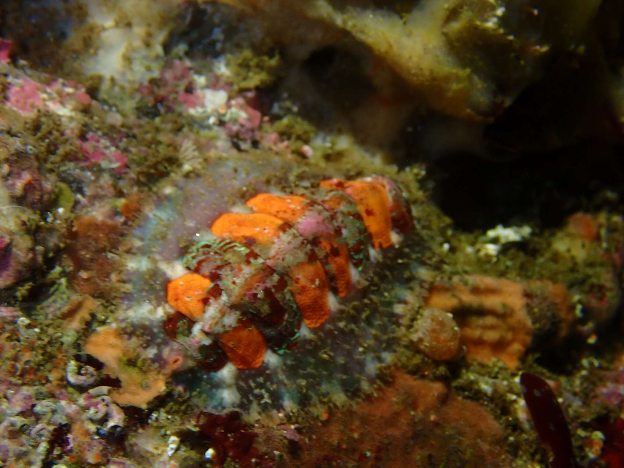 Image of hairy chiton