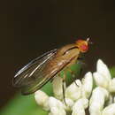 Image of Sapromyza fuscocostata Malloch 1925