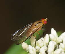 Image of Sapromyza fuscocostata Malloch 1925