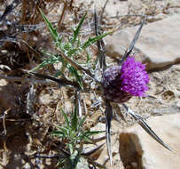 Image of Atractylis phaeolepis Pomel