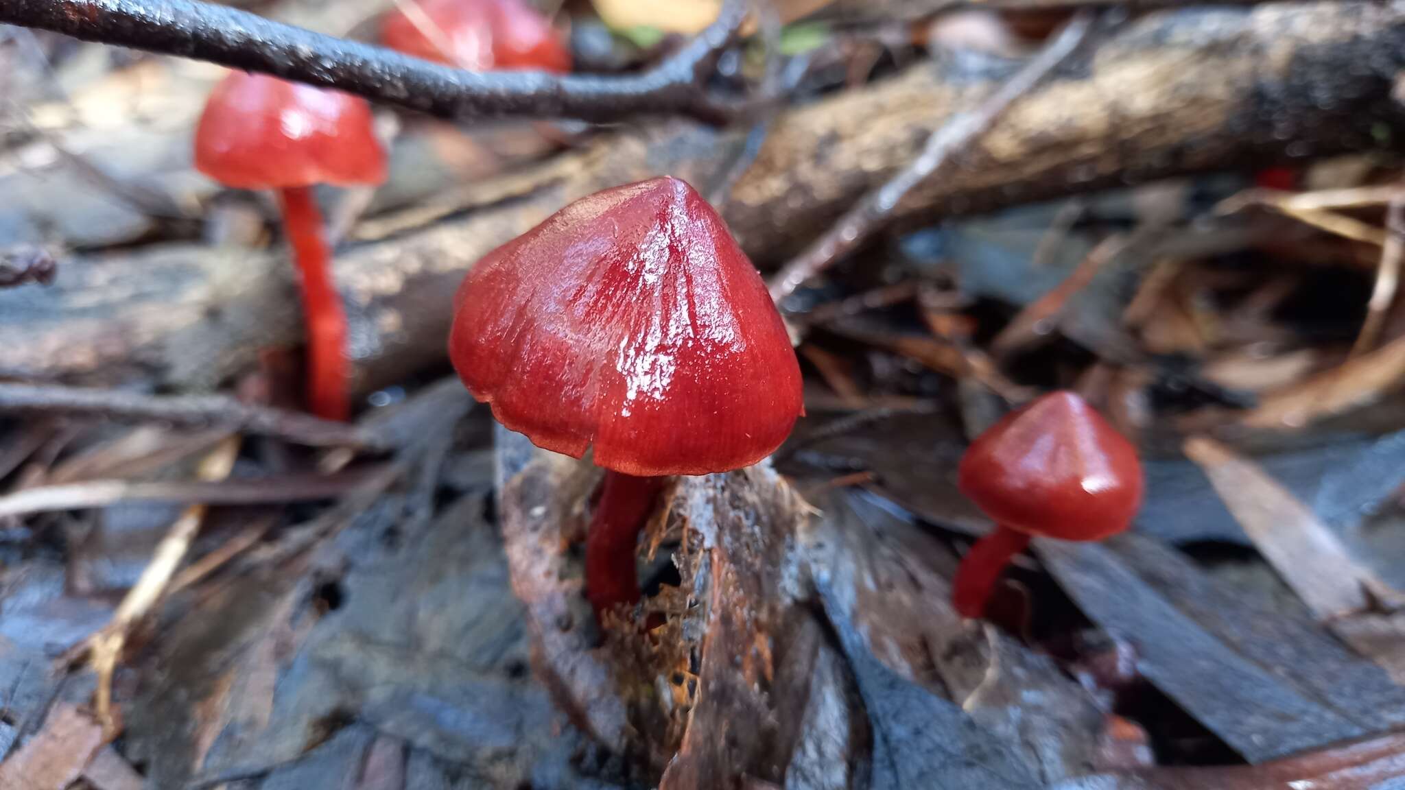 Image of Cortinarius erythrocephalus Dennis 1955