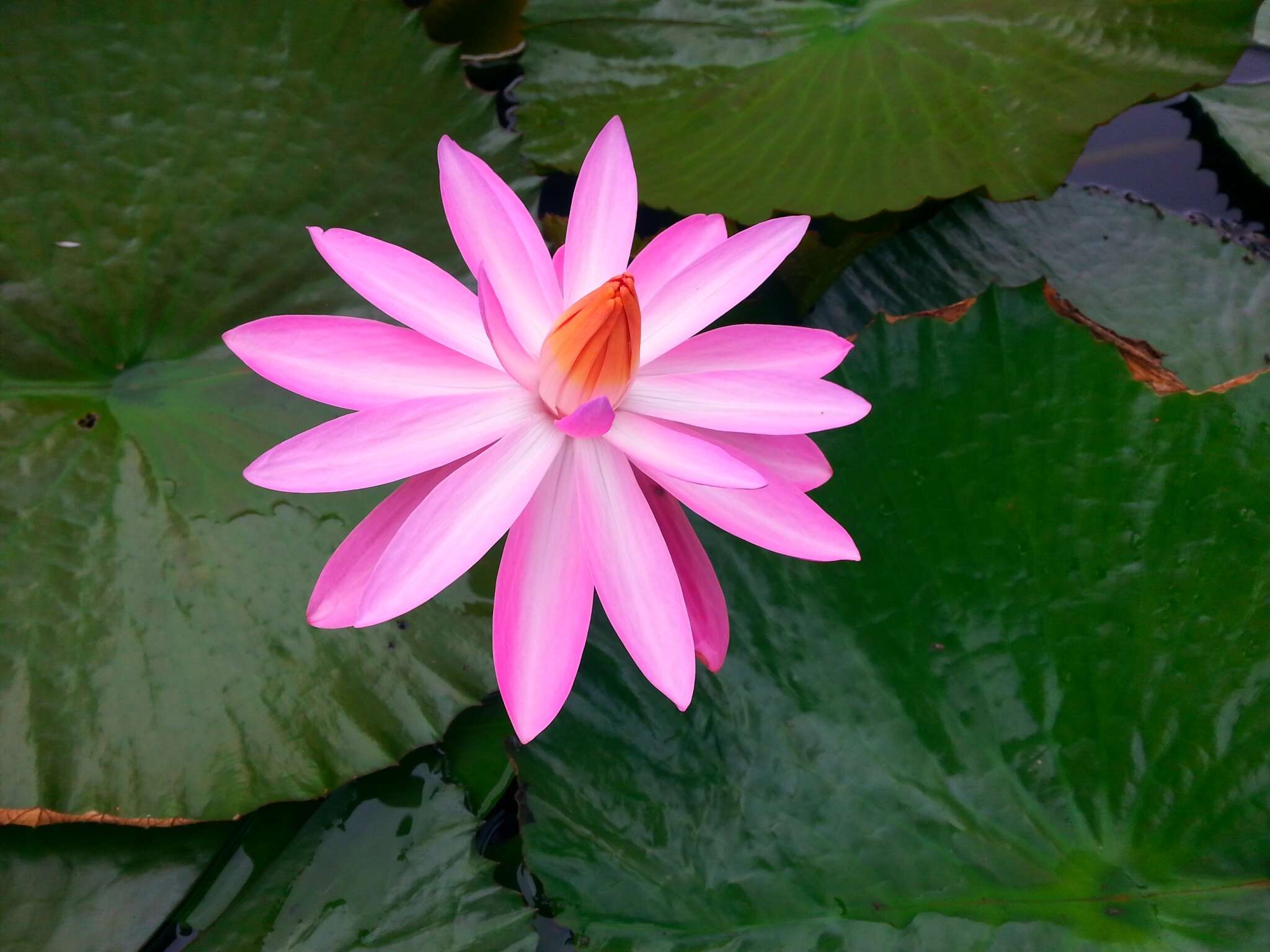 Image of Nymphaea rubra Roxb. ex Andr.