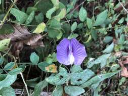 Image of soft butterfly pea