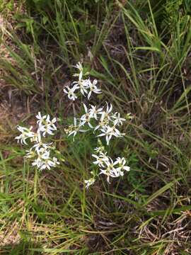 Image of narrowleaf whitetop aster