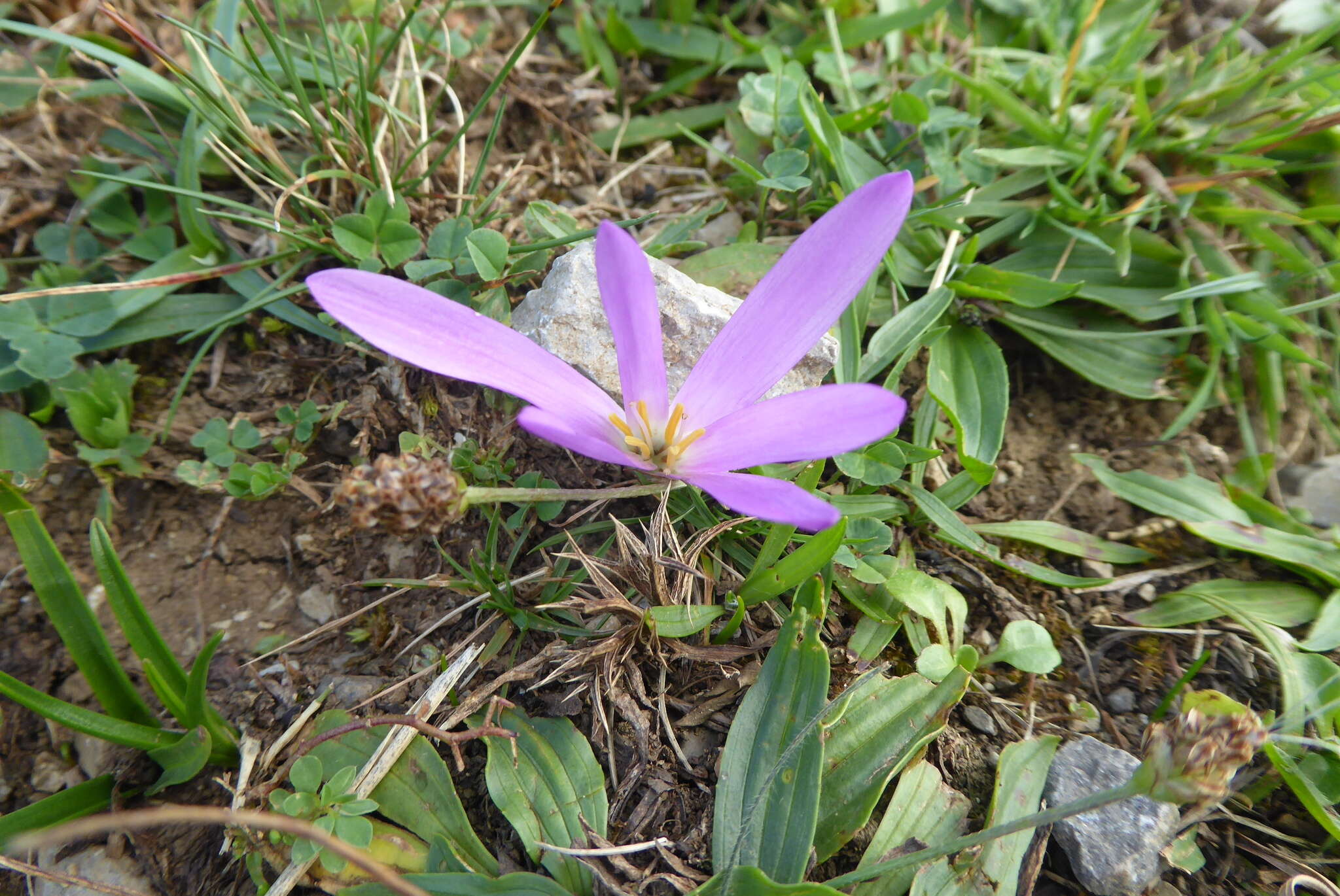 Image de Colchicum montanum L.