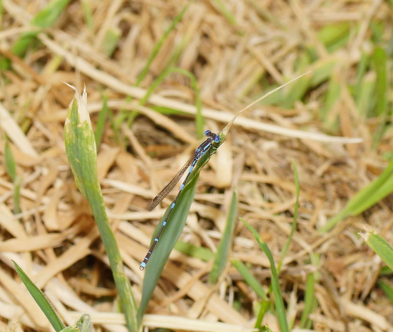 Image of Austrolestes leda (Selys 1862)