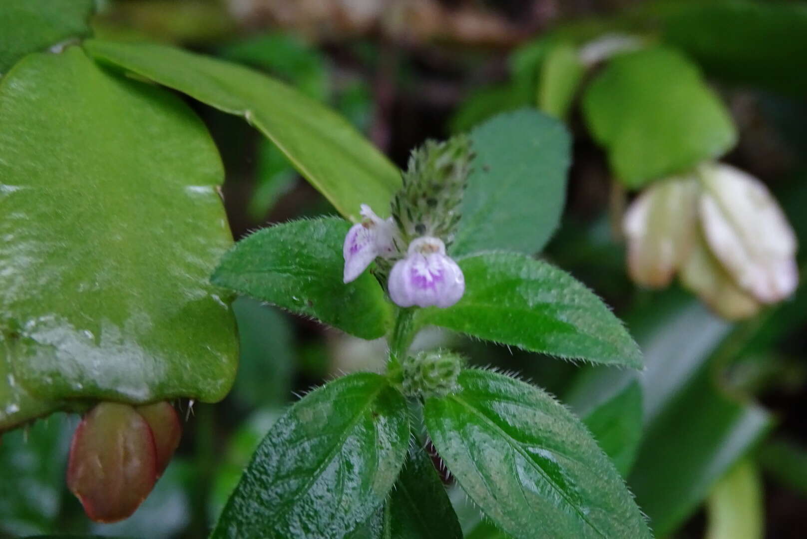 Image of Justicia procumbens L.