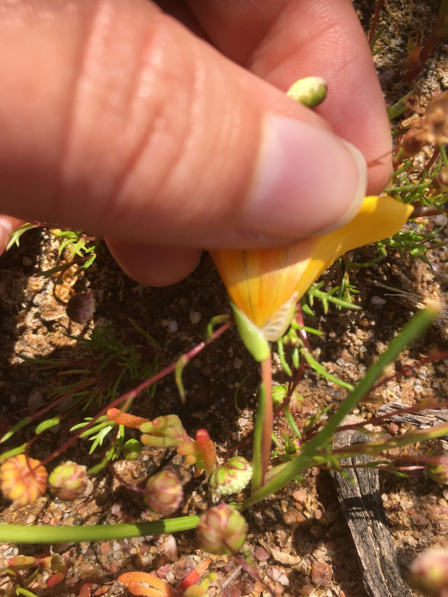 Image of Romulea saldanhensis M. P. de Vos