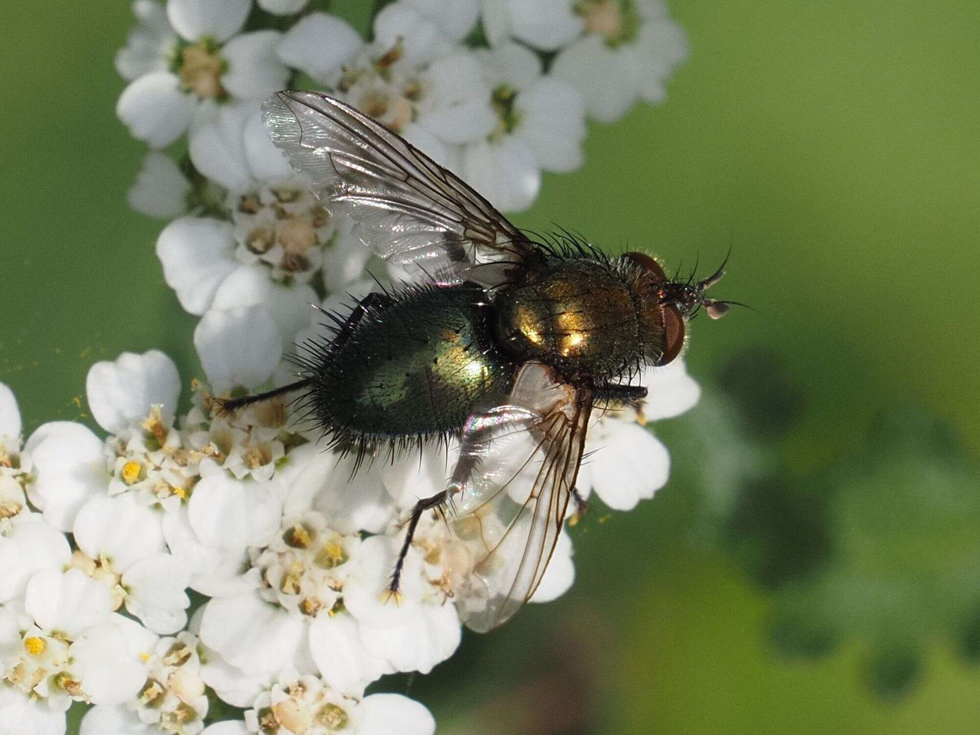 Image of Chrysosomopsis Townsend 1916