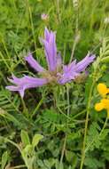 Imagem de Campanula lingulata Waldst. & Kit.