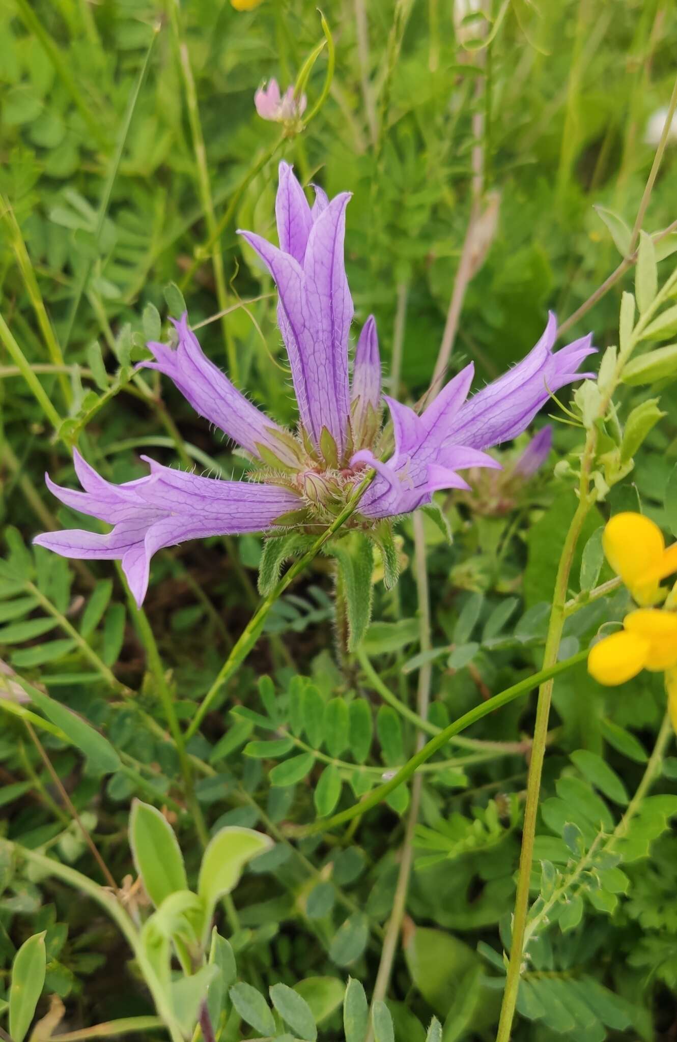 Imagem de Campanula lingulata Waldst. & Kit.