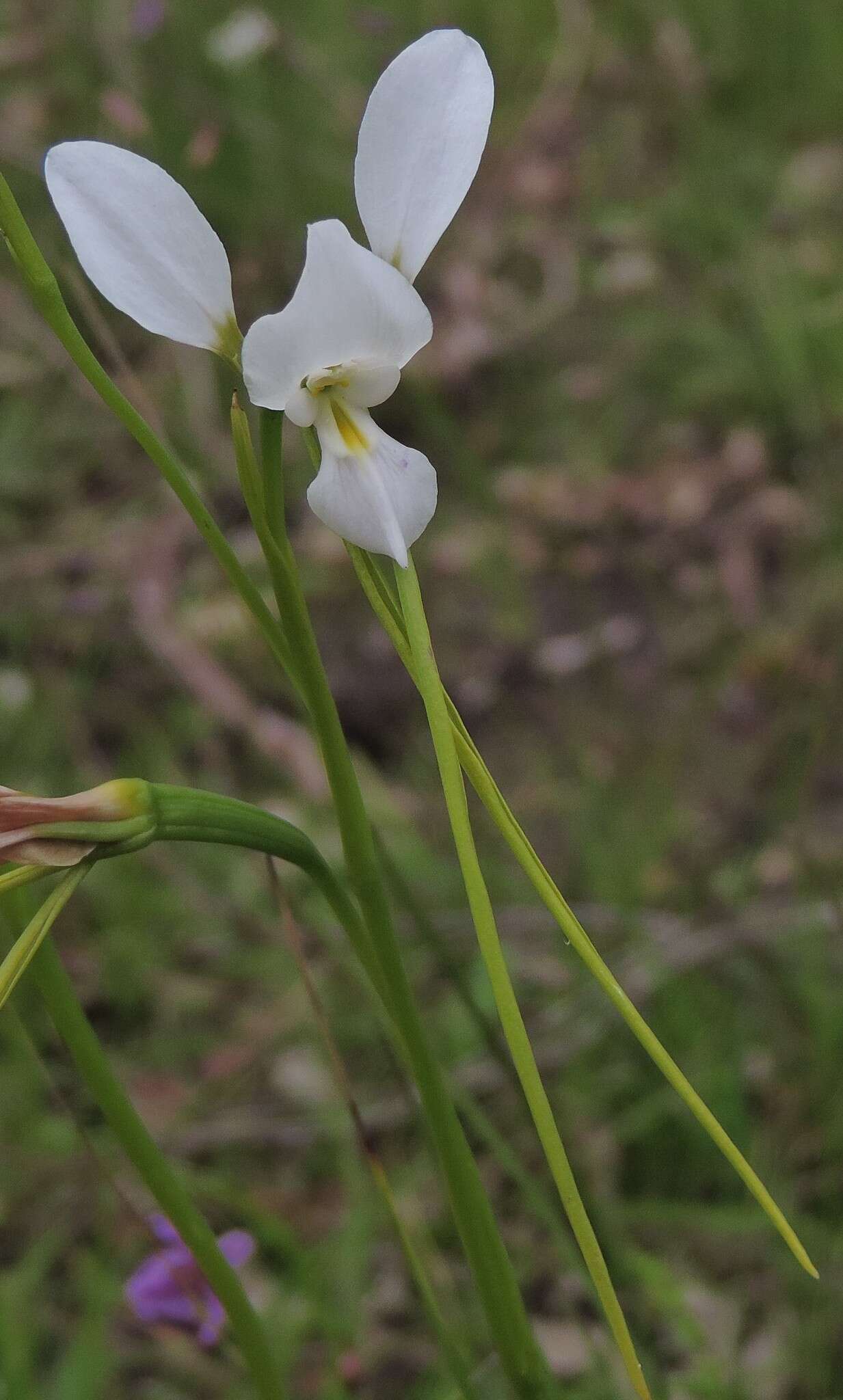 Image of Purple donkey orchid