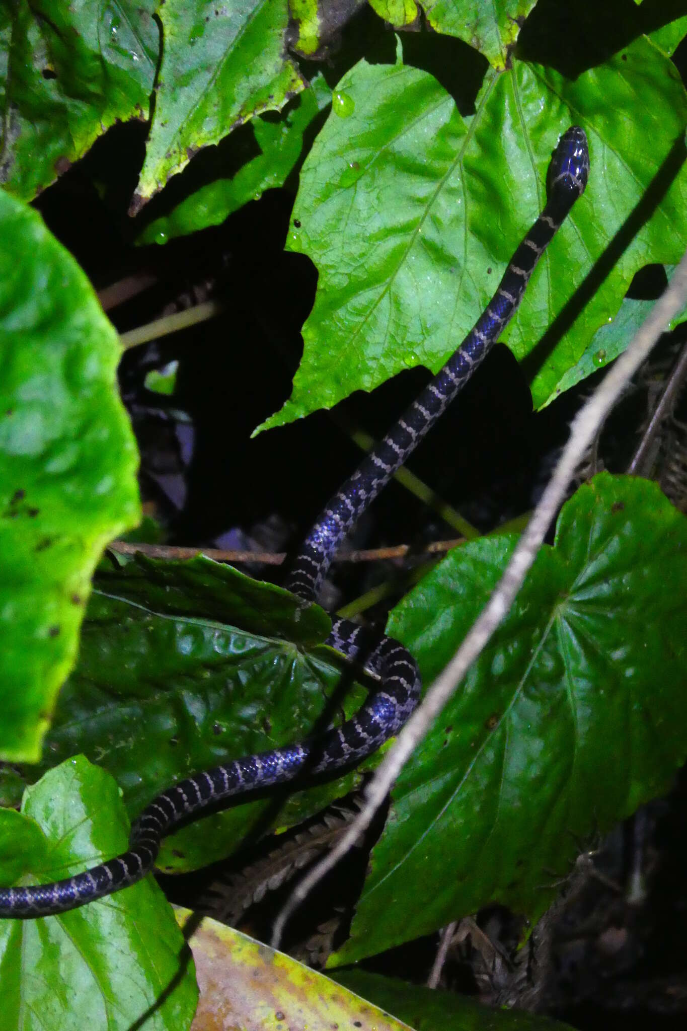 Image de Lycodon rufozonatus Cantor 1842