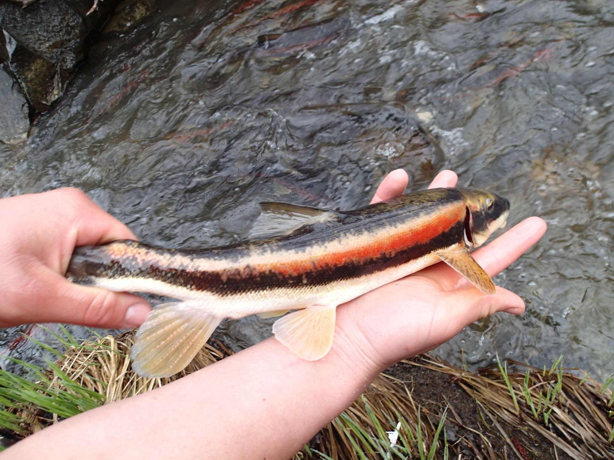 Plancia ëd Catostomus catostomus (Forster 1773)