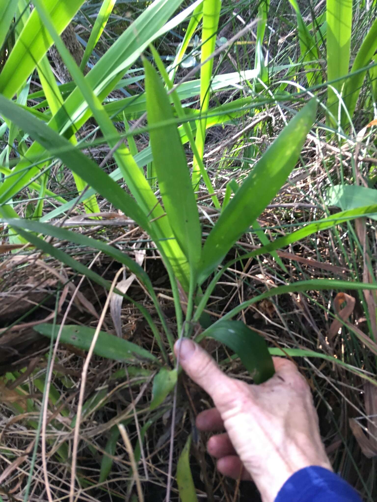 Imagem de Cordyline rubra Otto & A. Dietr.