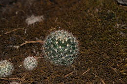 Mammillaria jaliscana subsp. jaliscana的圖片