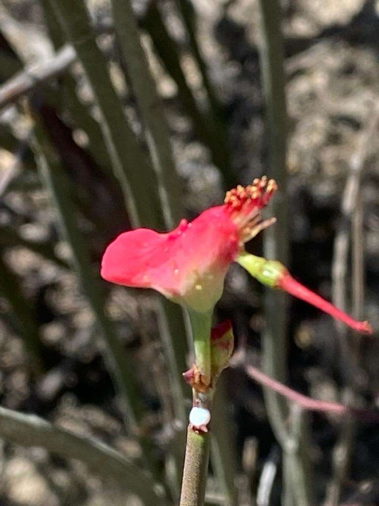 Image of Euphorbia cymbifera (Schltdl.) V. W. Steinm.