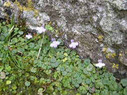 Image of Cymbalaria aequitriloba (Viv.) A. Cheval.