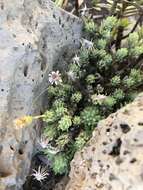 Imagem de Tetramolopium humile subsp. haleakalae T. K. Lowrey