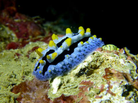 Image of Lumpy black blue orange slug