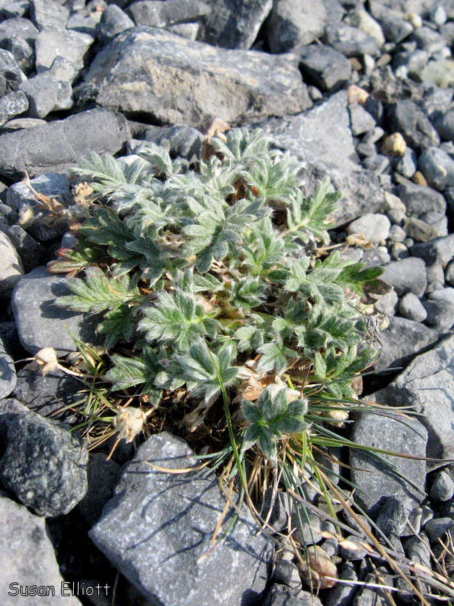 Image of pretty cinquefoil