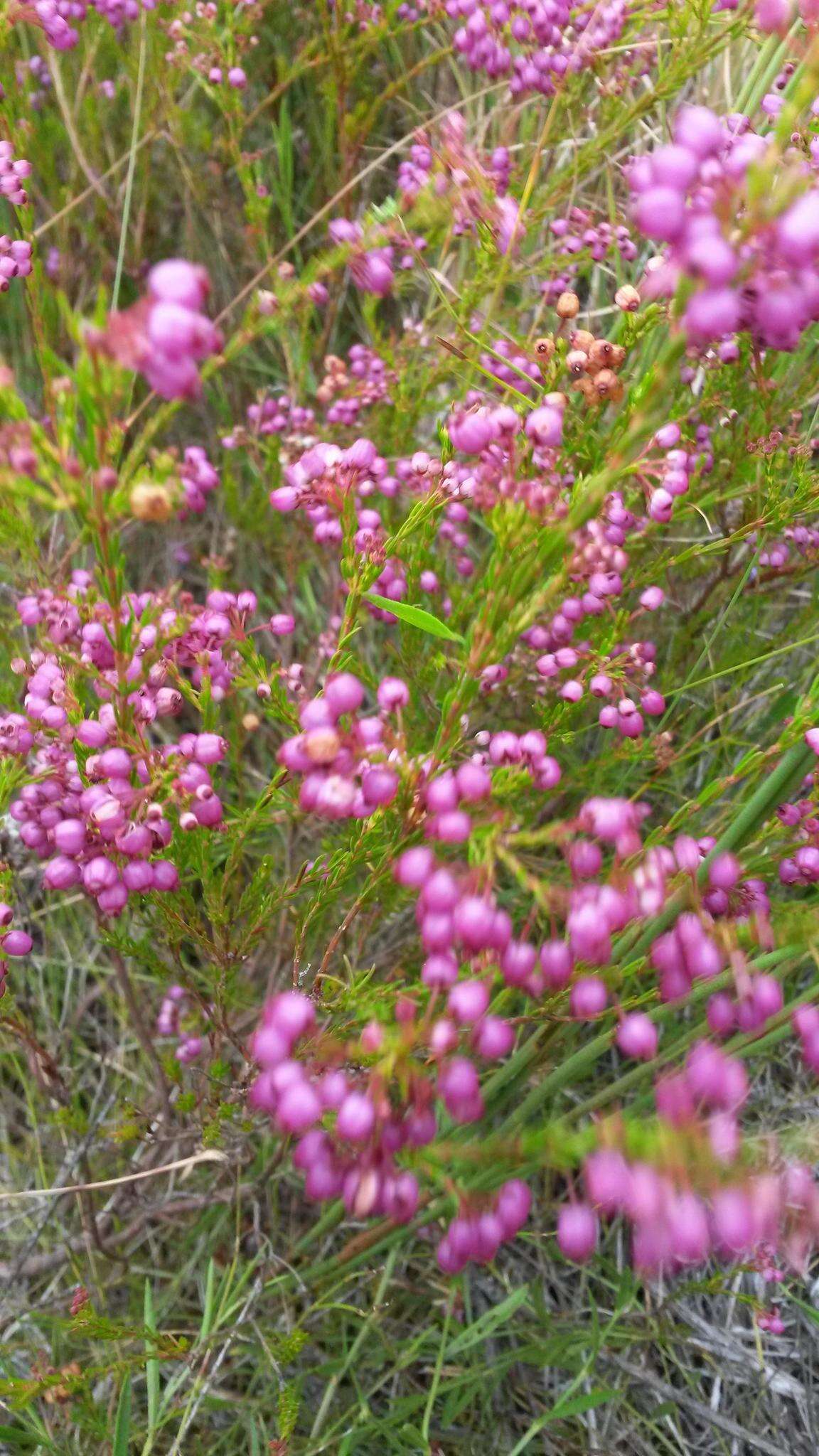 Image of Erica multumbellifera Tausch