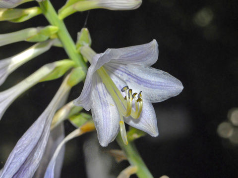Image of <i>Hosta nigrescens</i>