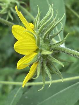 Image of resindot sunflower