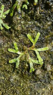 Image of Marchantia macropora Mitt.