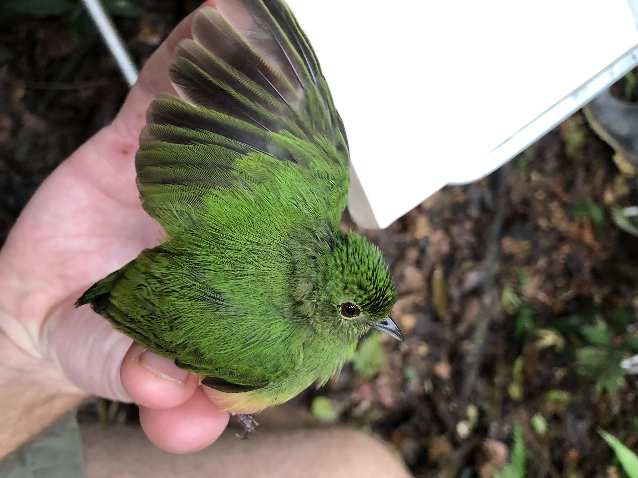 Image of Blue-crowned Manakin