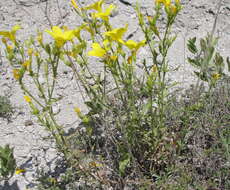 Imagem de Linum ucranicum Czern. ex Gruner