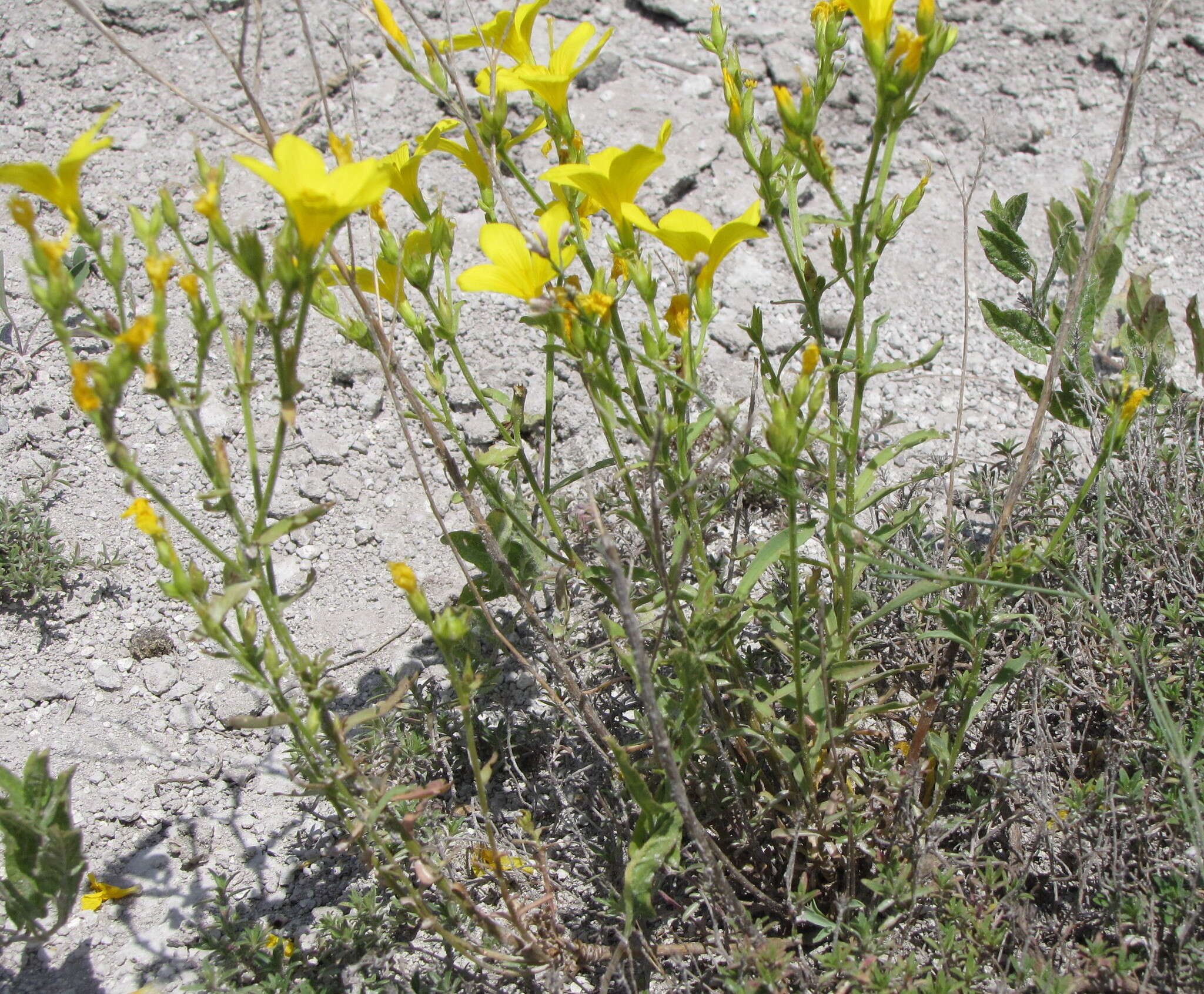 Imagem de Linum ucranicum Czern. ex Gruner