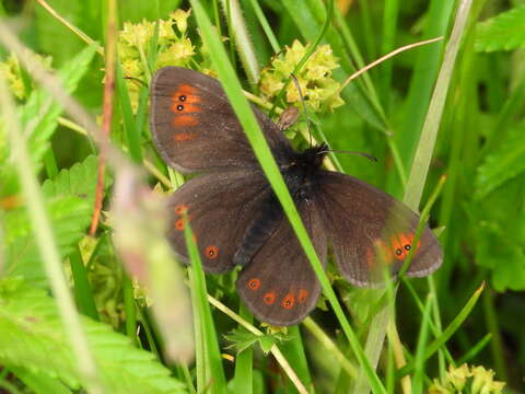 Image of Bright-eyed Ringlet