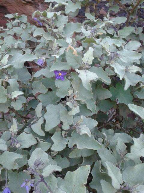 Image of Solanum tomentosum var. tomentosum