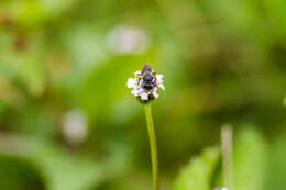 Image of Calliopsis hondurasica Cockerell 1949