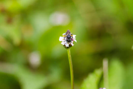 Calliopsis hondurasica Cockerell 1949 resmi