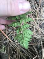 Image of Cheilanthes sieberi subsp. sieberi