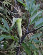 Image of Arisaema yamatense subsp. sugimotoi (Nakai) H. Ohashi & J. Murata