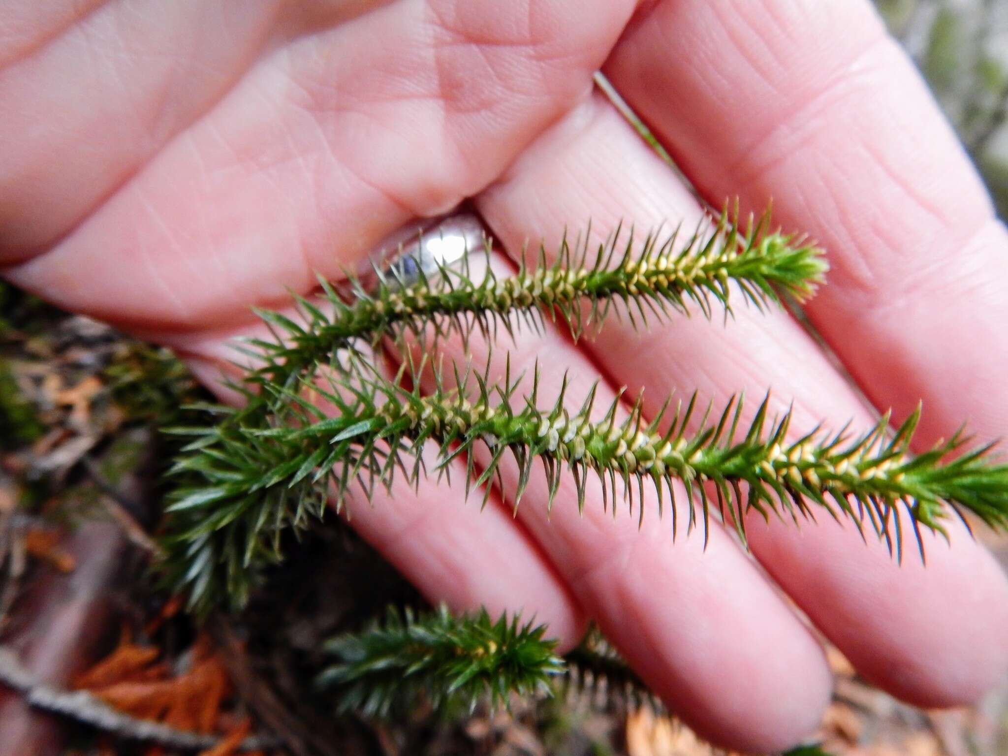 Image of Fir Club Moss