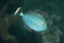 Image of Brown Unicornfish