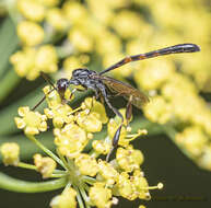 Imagem de Gasteruption jaculator (Linnaeus 1758)