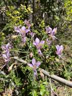 Image of Alstroemeria zoellneri Ehr. Bayer