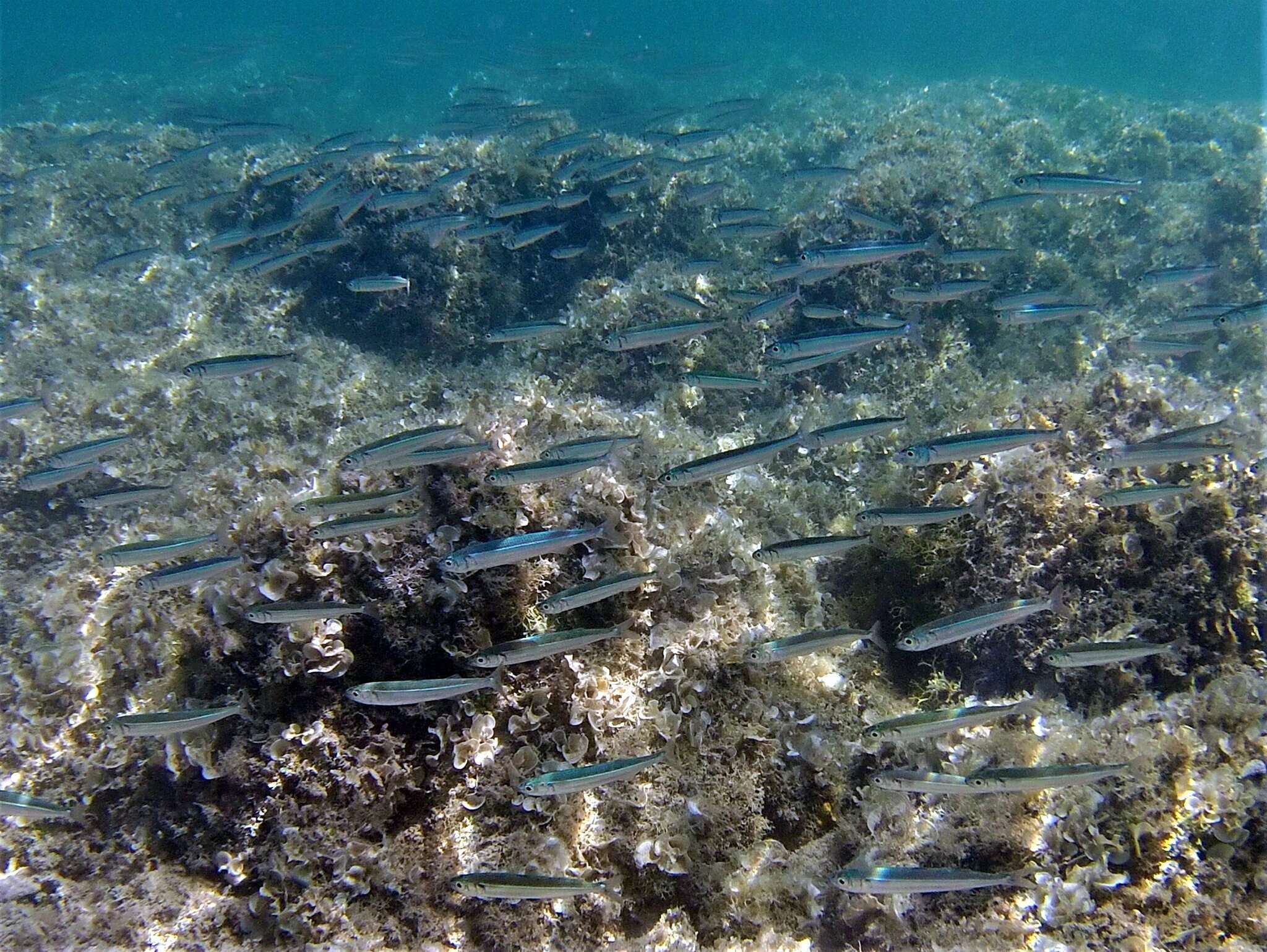 Image of Mediterranean sand smelt