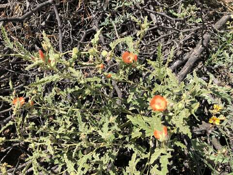 Imagem de Sphaeralcea hastulata A. Gray