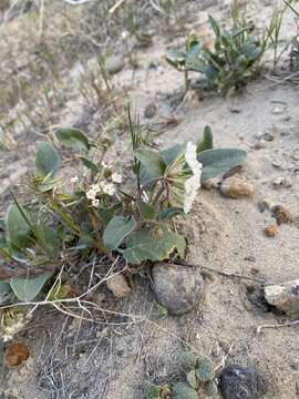 Image of white sand verbena