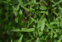 Image of twinleaf bedstraw