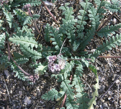 Image of Arizona phacelia