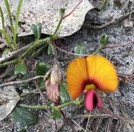 Image de Isotropis cuneifolia (Sm.) B. D. Jacks.