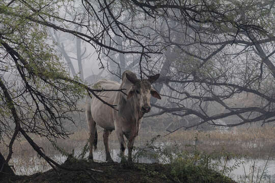 Bos taurus indicus Linnaeus 1758 resmi