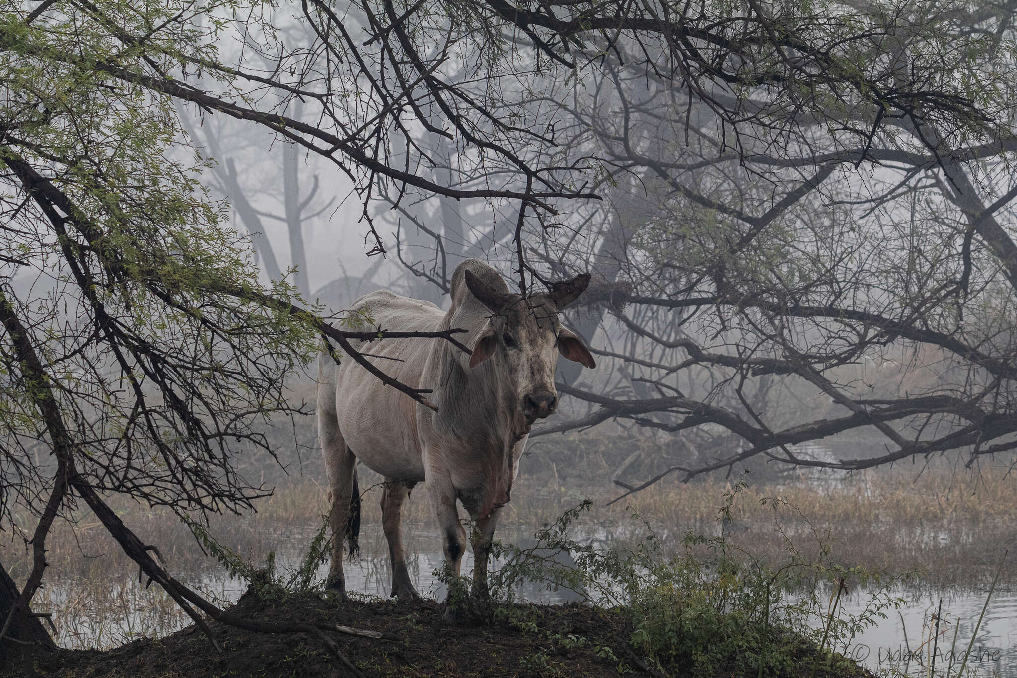 Image of zebu cattle